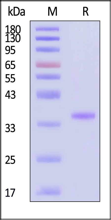 TSLP SDS-PAGE