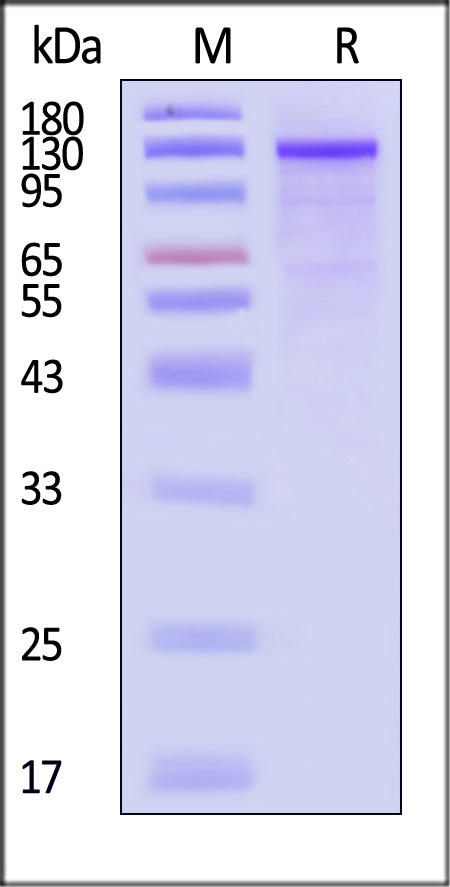 USP7 SDS-PAGE