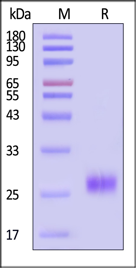 VEGF-D SDS-PAGE