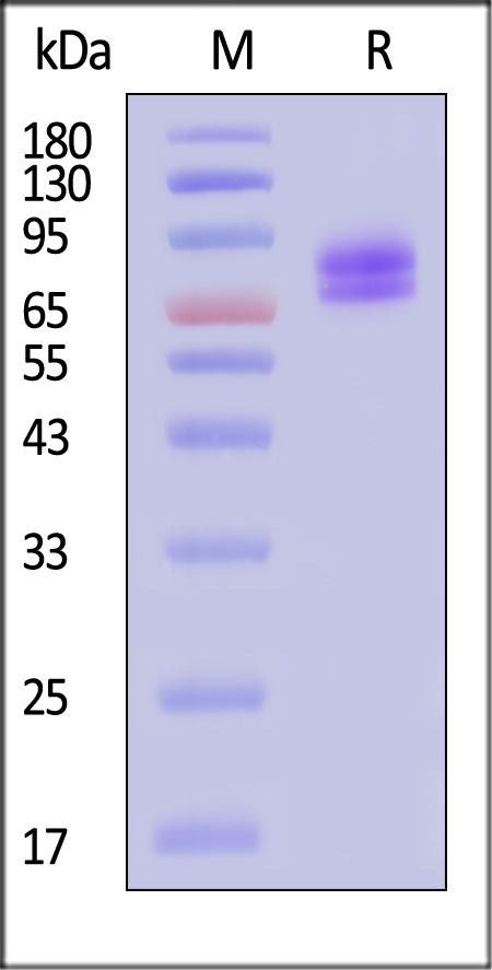 Vitronectin SDS-PAGE