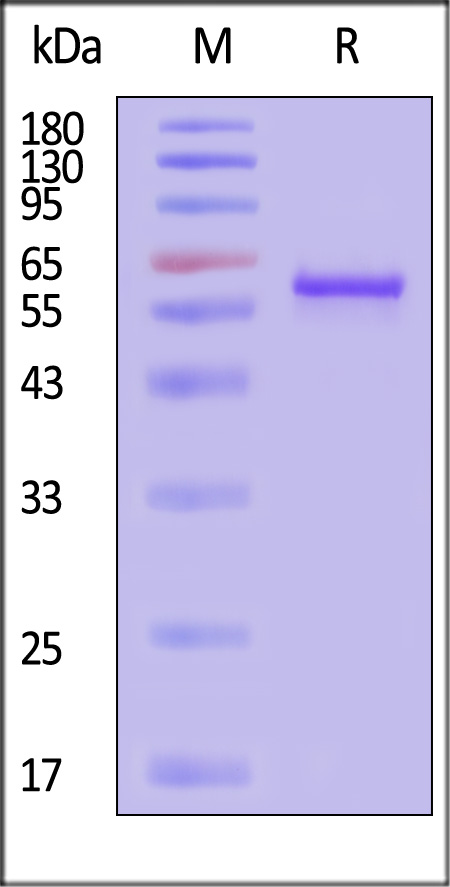 VP3 SDS-PAGE