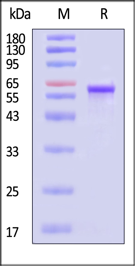 VP3 SDS-PAGE