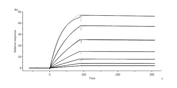 CD19 SPR