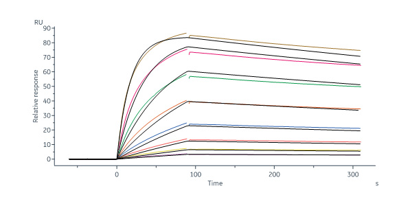 CD3 epsilon SPR