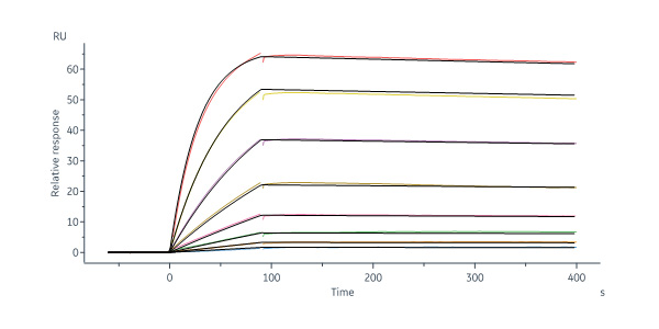 Non-structural protein 1/NS1 (DENV) SPR