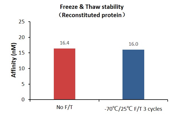 DLL4 STABILITY