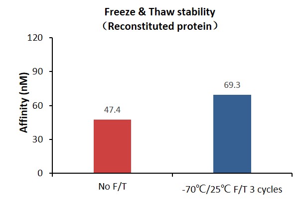 DLL4 STABILITY