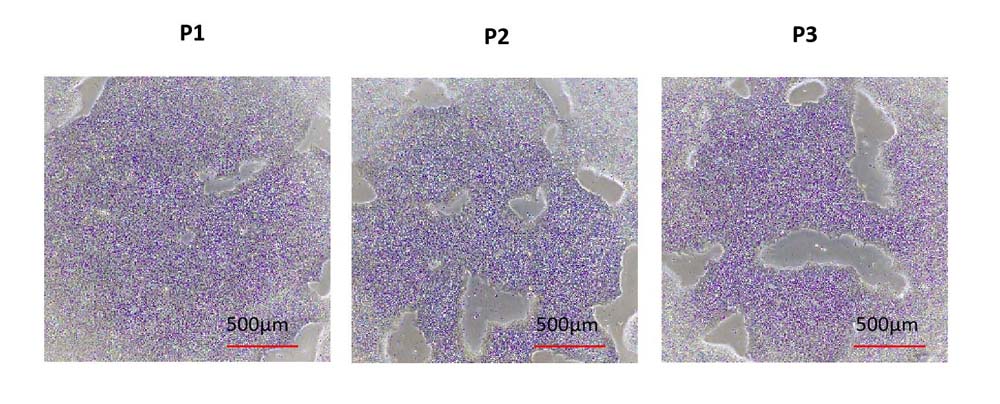 Laminin 511 STEM CELL CULTURE