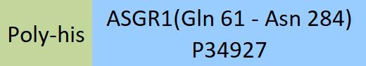 ASGR1 Structure