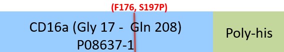 Online(Gly 17 - Gln 208 (F176, S197P)) P08637-1 (F176, S197P)