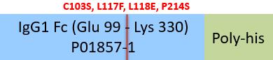 Online(Glu 99 - Lys 330) P01857-1 (C103S, L117F, L118E, P214S)
