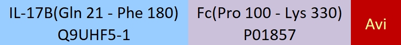 IL-17B Structure