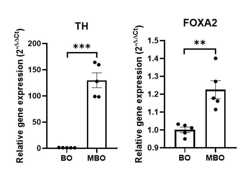 Organoids ORGANOID ACTIVITY