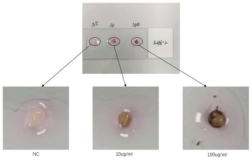 Organoids ORGANOID APPLICATION