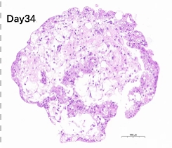 Organoids ORGNAOID HISTOLOGY