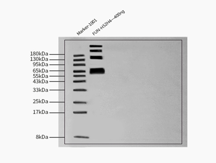 Fusion glycoprotein WESTERN BLOT