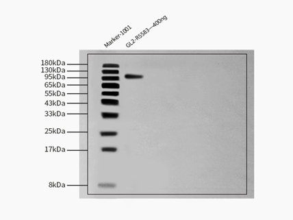 Glycoprotein E2 & E1 WESTERN BLOT