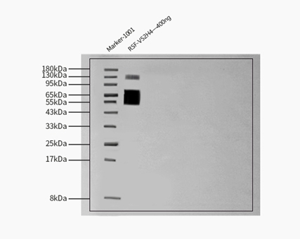 Fusion glycoprotein F0 WESTERN BLOT