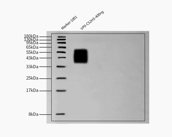 VP0 (Coxsackievirus A16) WESTERN BLOT