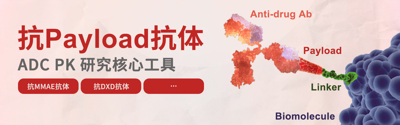 抗Payload抗体——ADC PK研发核心工具