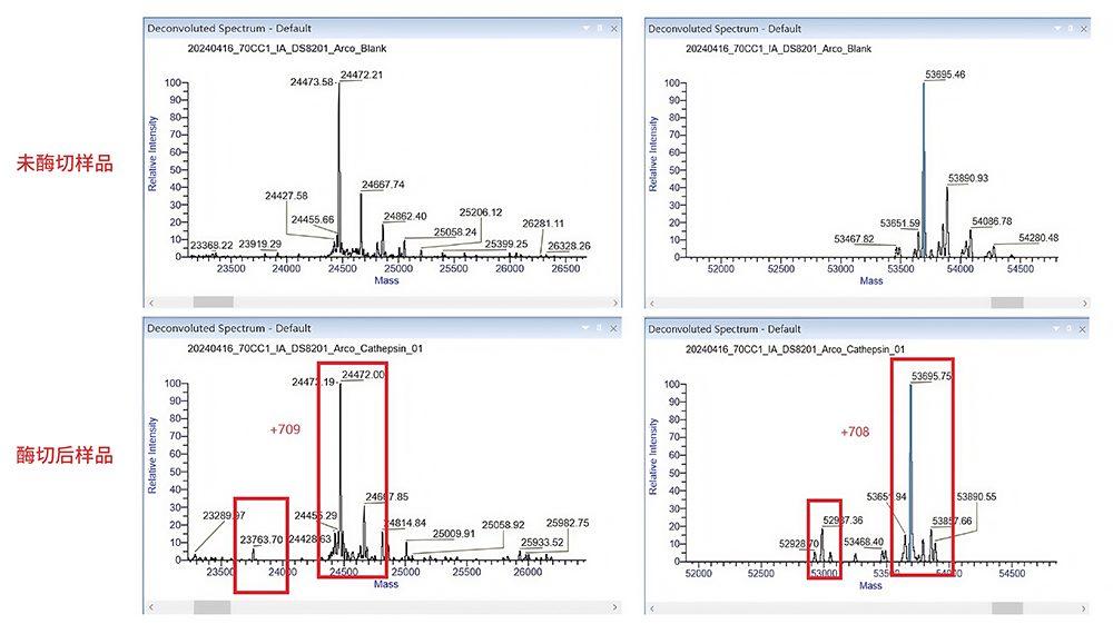 使用ACROBiosystems Cathepsin B蛋白切割ADC药物DS-8201，结果显示Cathepsin B蛋白酶可切割