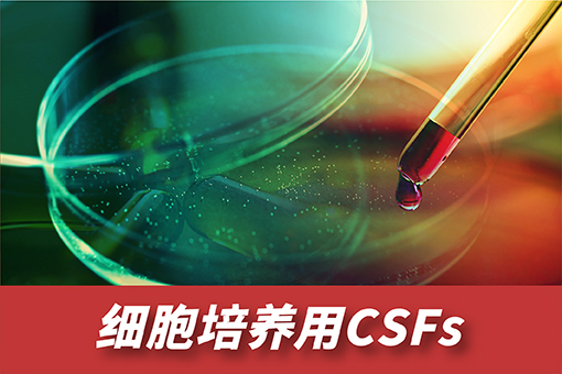 集落刺激因子（CSFs）及其受体