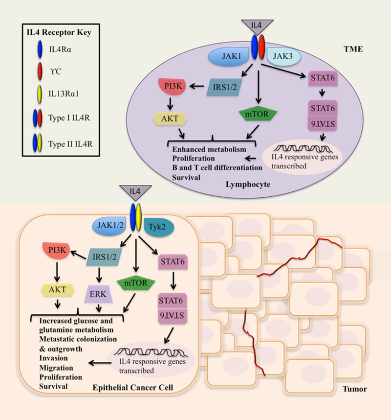 IL-4/IL-4R信号在上皮癌细胞和肿瘤微环境(TME)的通路