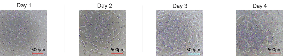 GMP级Laminin 521支持Pre-coating方法的iPSC扩增