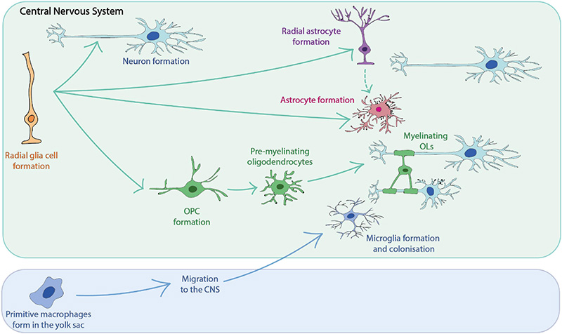 神经抗体 | 精准检测神经细胞标志物