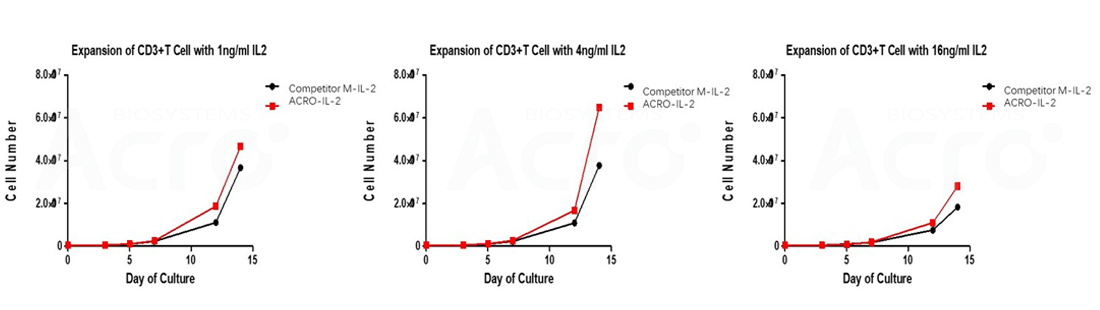 IL 2和CD3/CD28偶联磁珠激活T细胞
