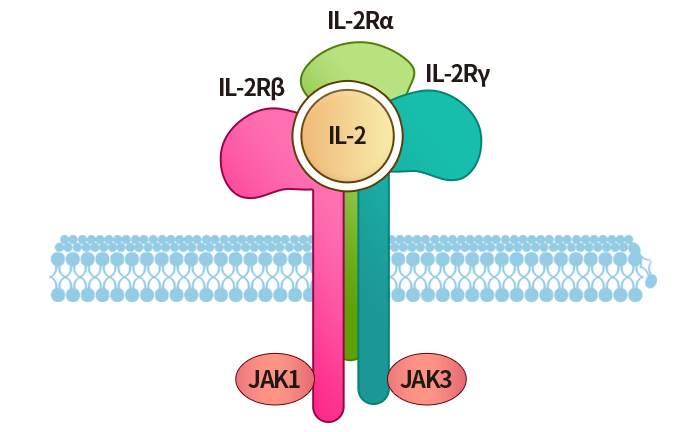 IL-2R 聚合物