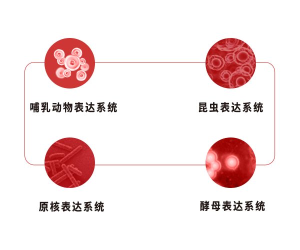 多种不同的宿主细胞表达系统