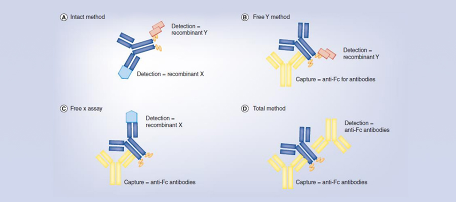 【技术干货】基于高质量重组蛋白的双特异性抗体生物活性分析