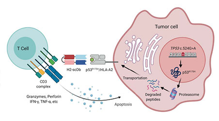 【靶点聚焦】了不起的CD3双抗：让靶向TP53药物开发变为可能