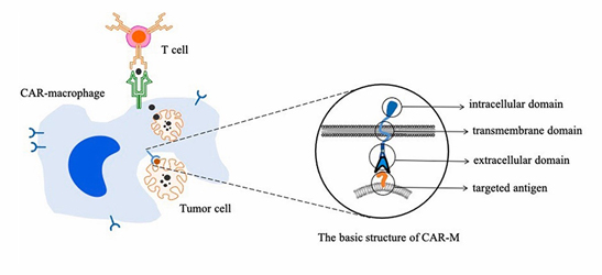 【前沿进展】巨噬细胞装备升级，CAR-M正式进军实体瘤治疗战场