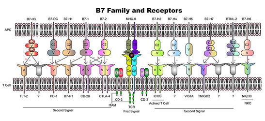 【靶点聚焦】B7-CD28超家族：T细胞活化与增殖的“开关”