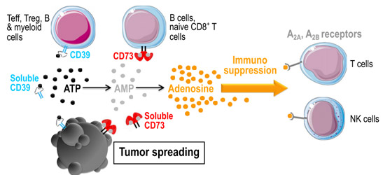 【靶点聚焦】巨头聚焦酶靶点，CD39/CD73成免疫治疗潜力股