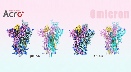 【新冠专栏】Cell重磅：结构生物学研究揭示Omicron突变株传染性和免疫逃逸增强的分子机理