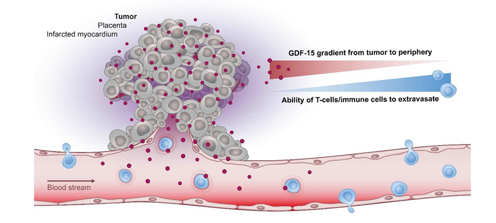 GDF-15在免疫调节中的作用