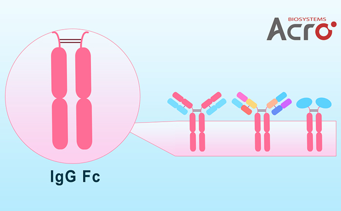 IgG Fc蛋白