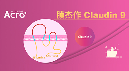 【靶点聚焦】“膜杰作”Claudin新品 | 高纯度Claudin 9蛋白现货发售！