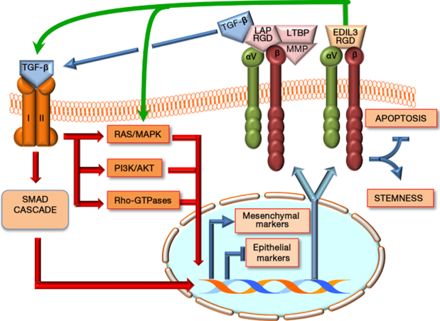 整连蛋白介导的TGF-beta活化过程2
