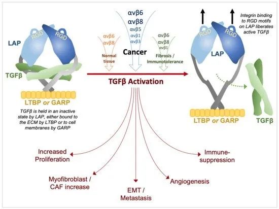 TGF-β蛋白与整合素蛋白在肿瘤进展的作用