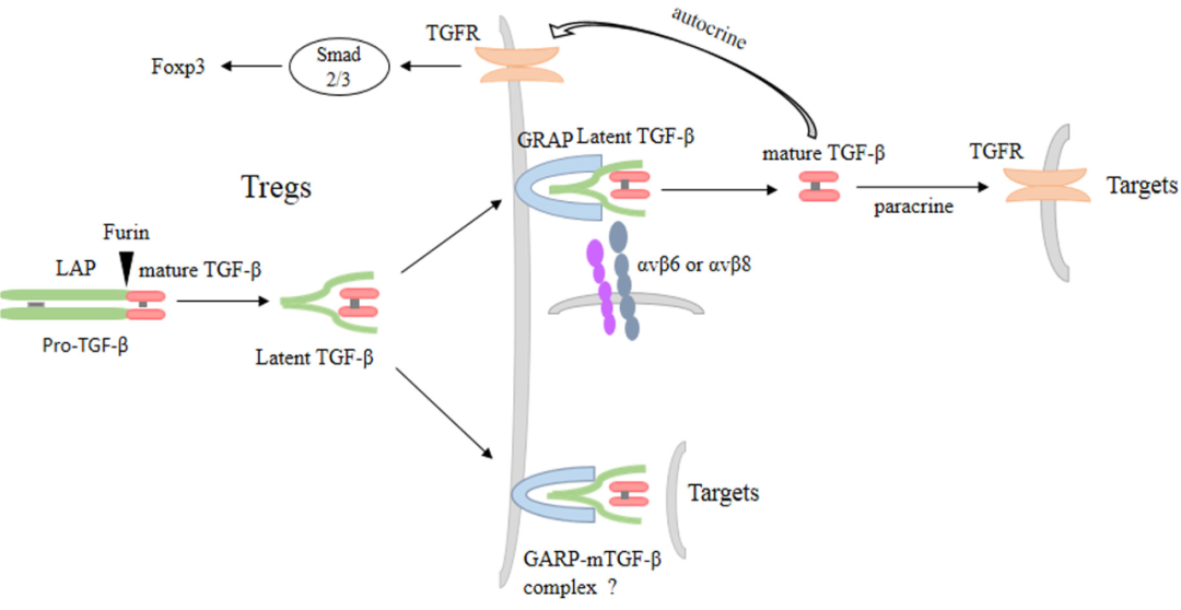  TGF-β 和 GARP 维持调节性 T 细胞（Treg）的稳态和功能