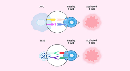 【技术干货】珠联璧合，为更好激活培养T细胞!