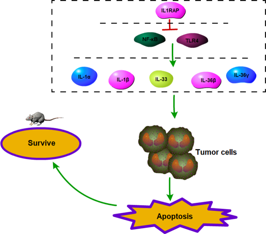IL-1RAcP介导肿瘤反应的潜在机制