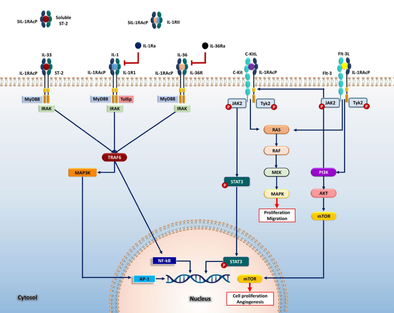 IL-1RAcP的不同亚型及其与IL-1超家族蛋白的相互作用