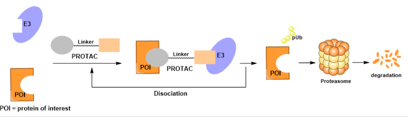 PROTAC诱导蛋白降解过程