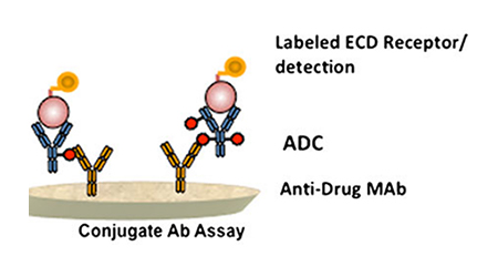 【新品速递】【现货发售】ADC PK研究再添核心工具：抗DXD抗体