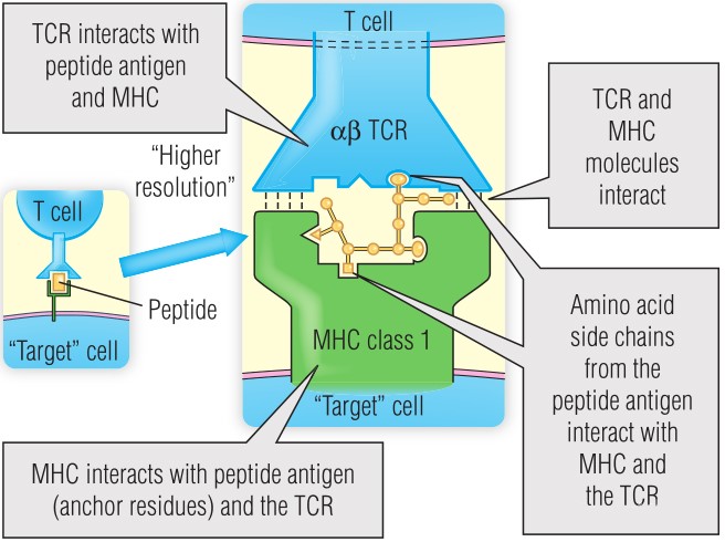 MHC I-抗原-T细胞受体(TCR)复合体的结构